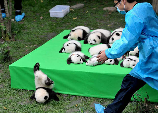 Panda Baby Faceplant