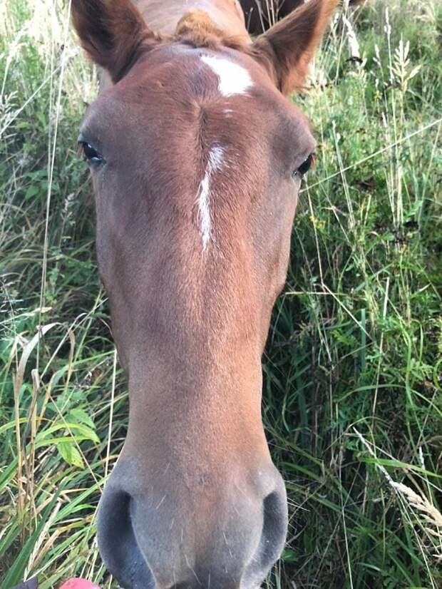 Потерялась лошадь. 4 Лошади. Чубчик лошади. Лошадь 4 года фото.