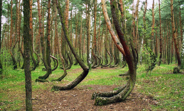 Загадочный кривой лес в Польше