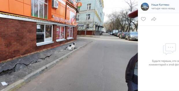 Фото дня: в Коптеве приземлился супер-пес