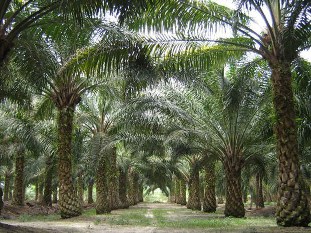 Про пальмовое масло
