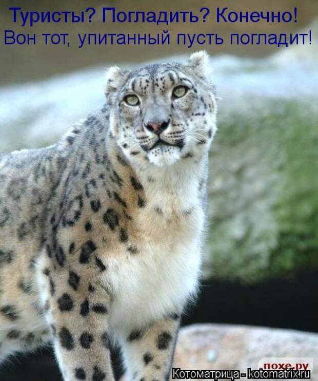 Котоматрица: Туристы? Погладить? Конечно! Вон тот, упитанный пусть погладит!
