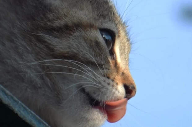 Ученые из Британии выяснили, что кошки могут помочь людям в борьбе с раком