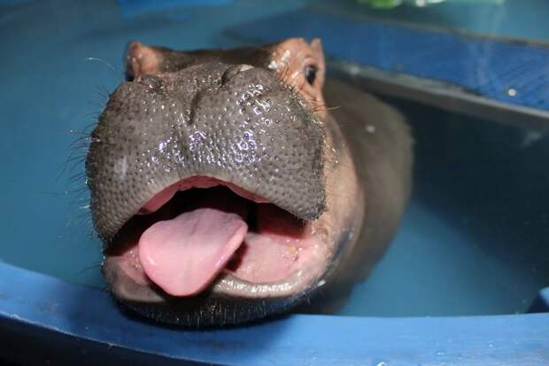 Картинки по запросу hipopótamo prematuro