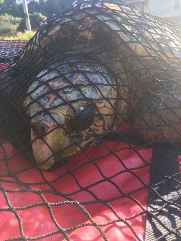 Рыбак увидел необычную черепаху в воде, Подошел ближе и срочно позвал на помощь