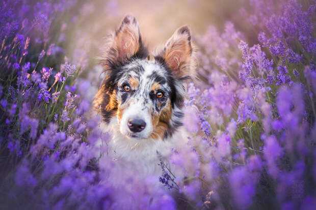 Simple Portrait In Lavender!