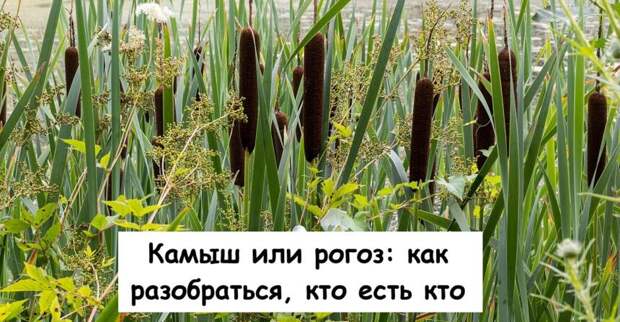 Камыш или рогоз: как разобраться, кто есть кто