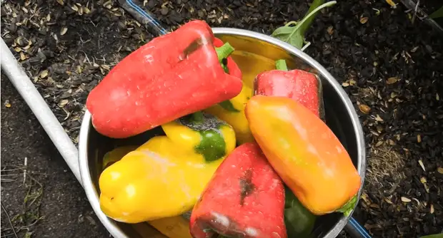 Несколько шагов, чтобы получить еще один урожай сладкого перца