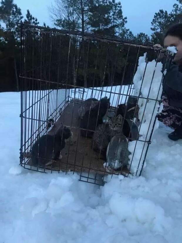 Неравнодушные люди спасли котят, которых бросили на произвол судьбы в клетке в глубоком снегу