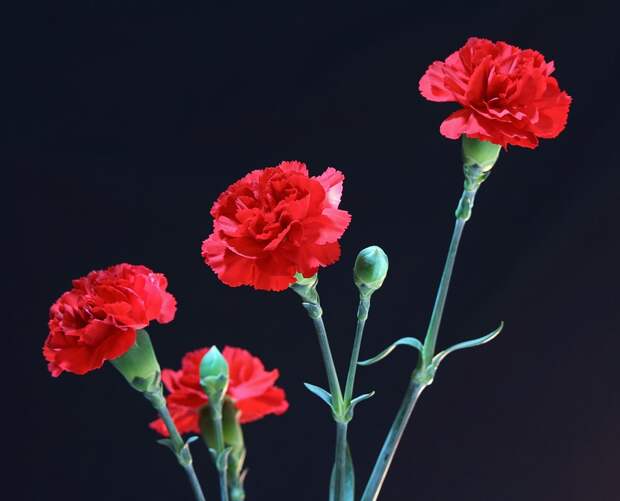 Фото: pixabay.com Фото: pixabay.com