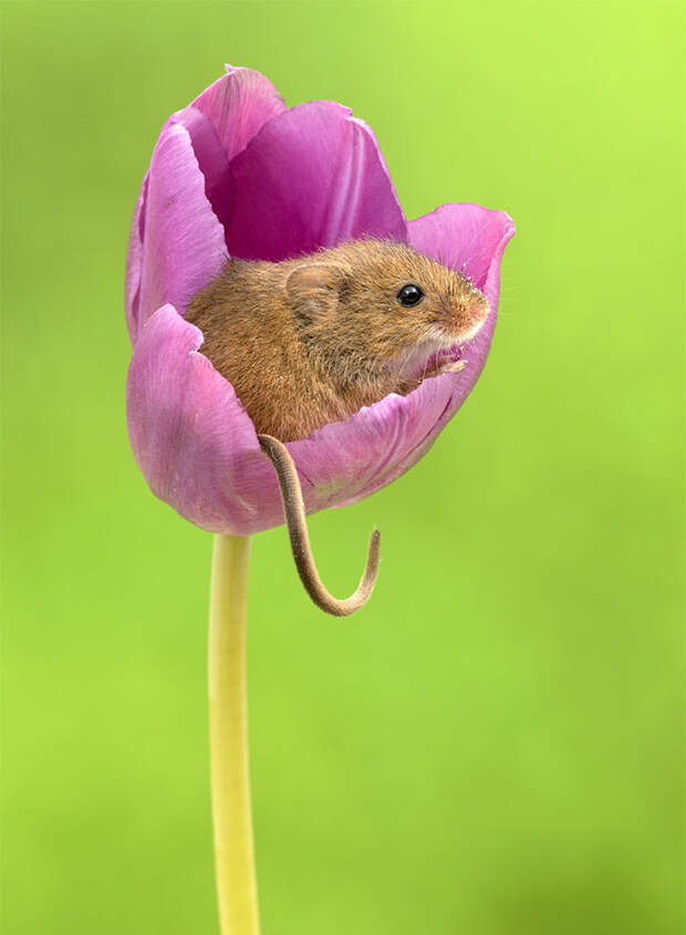 cute-harvest-mice-in-tulips-miles-herbert-14-5ad097e57fb54__700.jpg cute-harvest-mice-in-tulips-miles-herbert-14-5ad097e57fb54__700.jpg