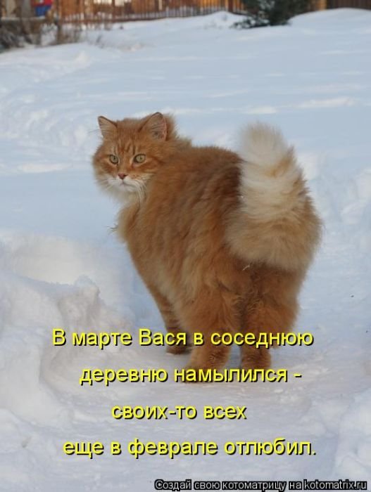 Котоматрицы великолепные, каждая с кусочком позитива и хорошего настроения!!!