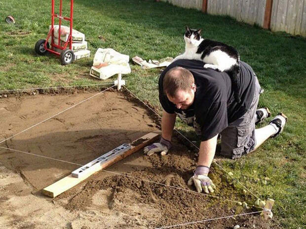 кот-строитель