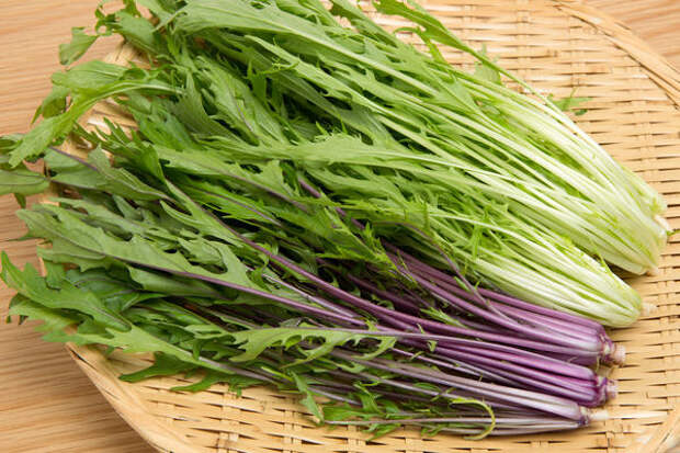 Выращивая мизуну на подоконнике, можно иметь на столе витаминную зелень круглый год