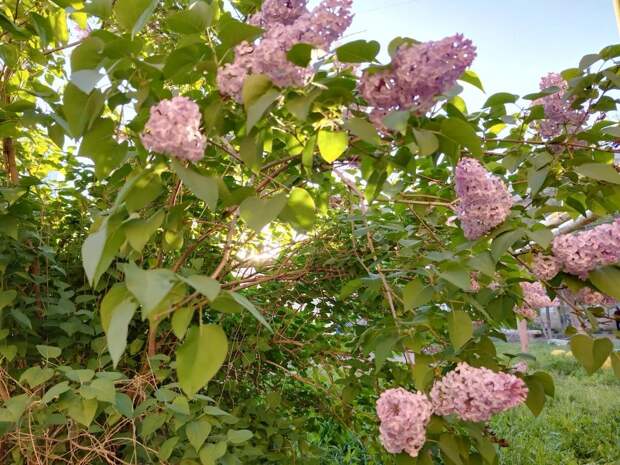 Ночью заморозки, днем жара: астраханская погода чудит