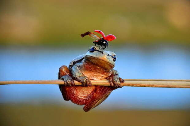 Перед началом серьёзного разговора. Автор фотографии: Mustafa Ozturk.