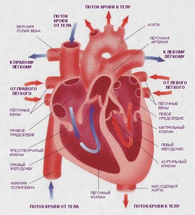 Схема сердца человека