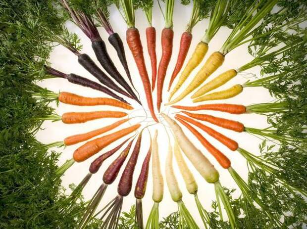 разноцветная морковка