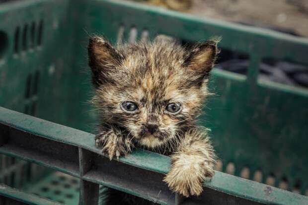 Россиянам запретили ломать стену ради спасения котенка