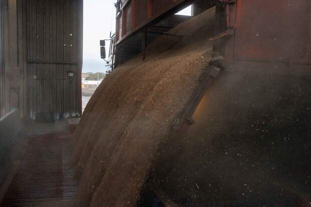 Африканская страна заинтересовалась российской пшеницей