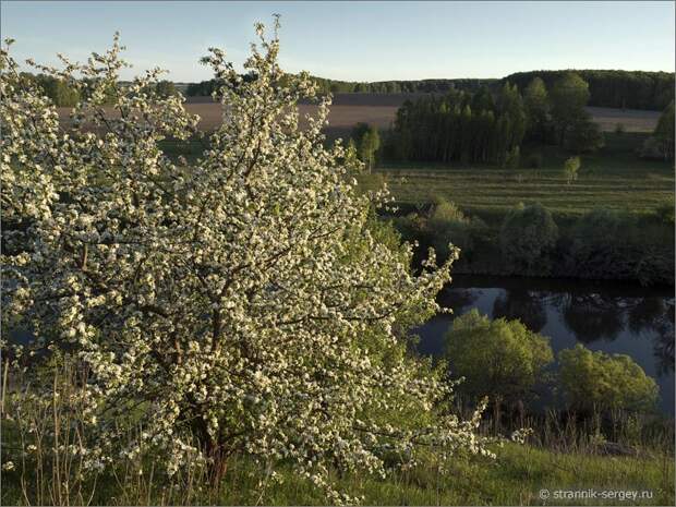Цветущая дикая яблоня на вершине холма над рекой