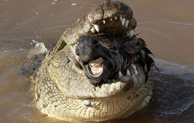 Крокодил поймал на водопое зебру в заповеднике Масаи-Мара на юго-западе Кении  животные, зебра, крокодил