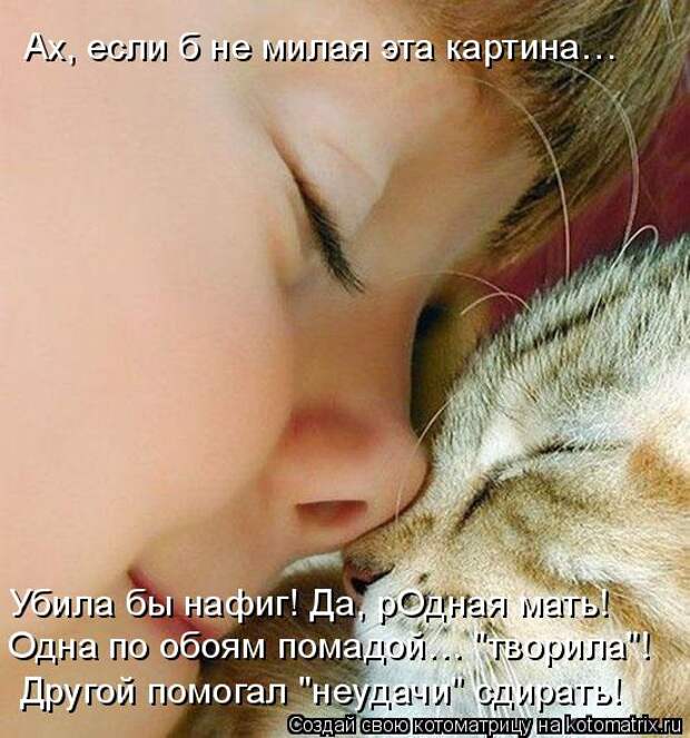 Лучшие котоматрицы недели (50 фото)
