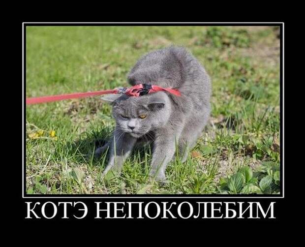 Демотиваторы (30 фото)