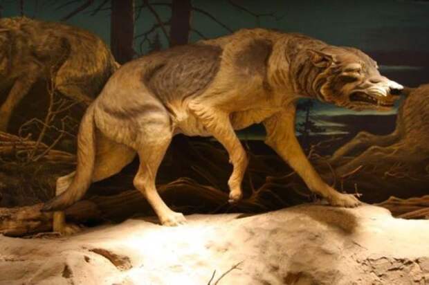 Древний волк. \ Фото: mundoprehistorico.com. Древний волк. \ Фото: mundoprehistorico.com.