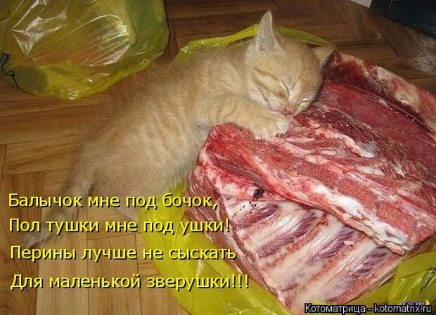 Лучшие котоматрицы недели (50 фото)