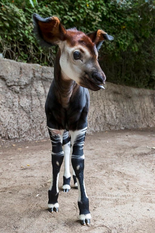 Bigpicture ru adorable baby animals 28