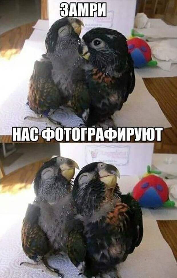 1-luchshie-smeshnye-kartinki-s-tekstom-i-frazami-zabavnaja-podborka-10.jpg