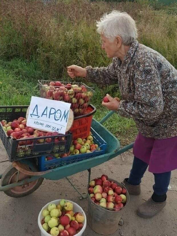 Удивительная бабушка устроила бесплатную раздачу яблок в Шахтерске