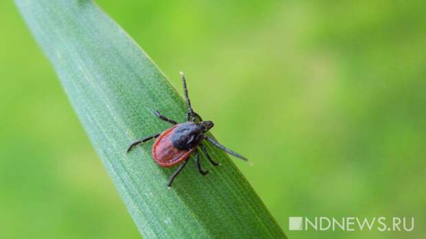 Чем опасны клещи весной: разъяснения профессора Пироговского Университета