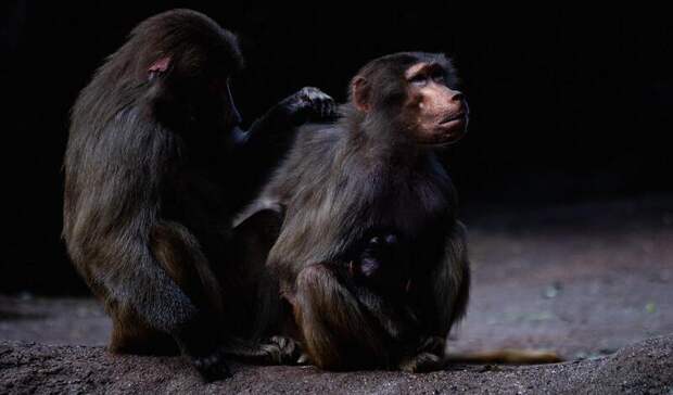 Стоит ли тагильчанам опасаться оспы обезьян