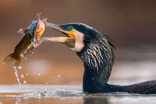 Великолепные снимки, победившие на конкурсе «Птичий фотограф года»