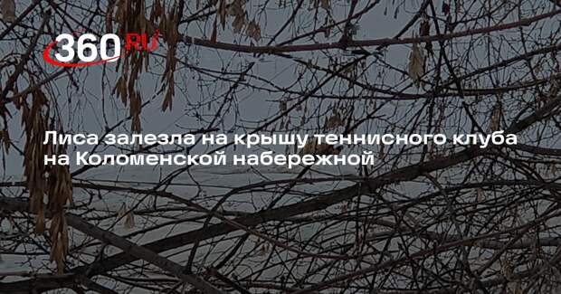Лиса залезла на крышу теннисного клуба на Коломенской набережной