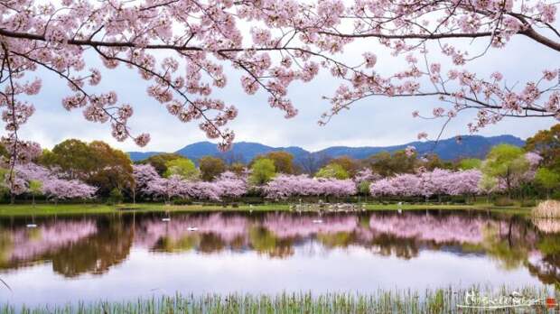 Весна пришла в небольшой японский парк.