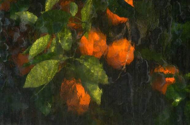 Oranges Photographed Through The Glass Panes Of A Greenhouse