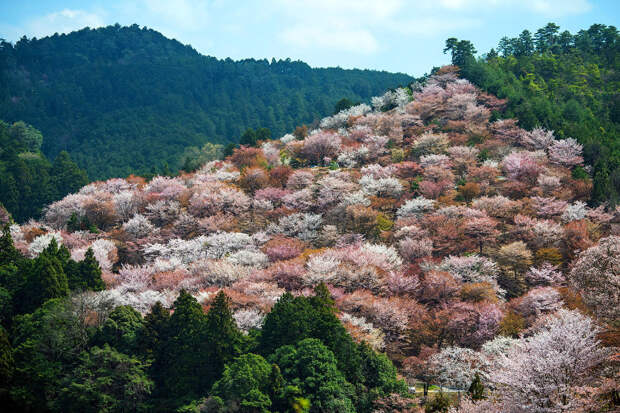 Тысяч вишневых деревьев в горах в Йошино, Япония