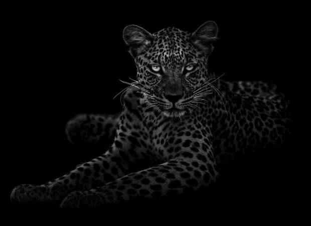 Портрет леопарда, Центральная Калахари, Ботсвана