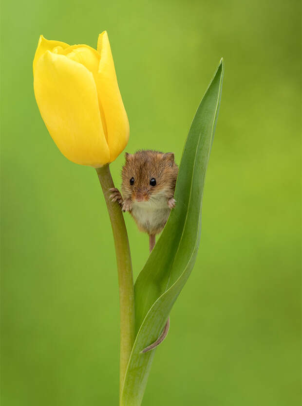 cute-harvest-mice-in-tulips-miles-herbert-10-5ad097e057ffc__700.jpg cute-harvest-mice-in-tulips-miles-herbert-10-5ad097e057ffc__700.jpg