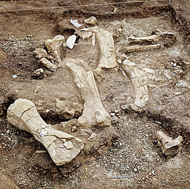 C0112478-Rebbachisaurus_fos.jpg