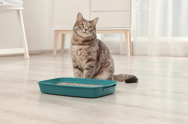 Украинцы скупают наполнители для лотков из-за замерзающей канализации