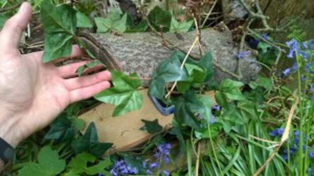 hidden_log_geocache_17