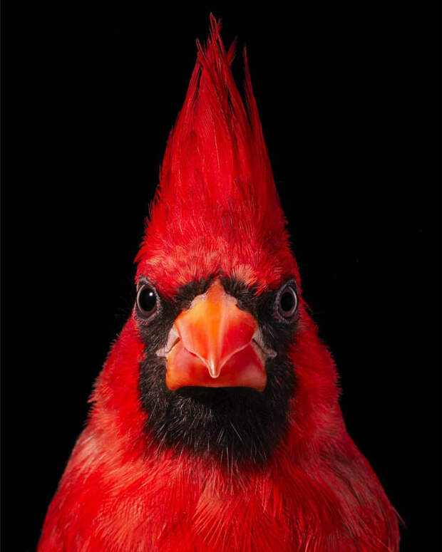 Красный кардинал.