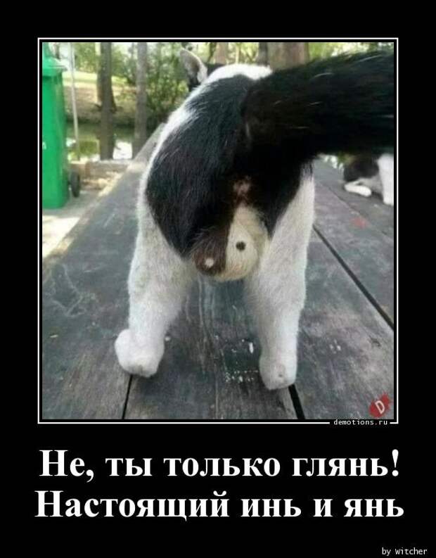 Инь и Янь демотиватор, демотиваторы, жизненно, картинки, подборка, прикол, смех, юмор