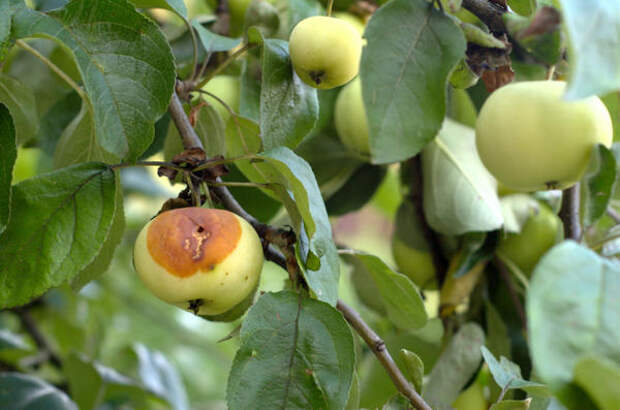 Яблоко, поврежденное личинкой яблонной плодожорки