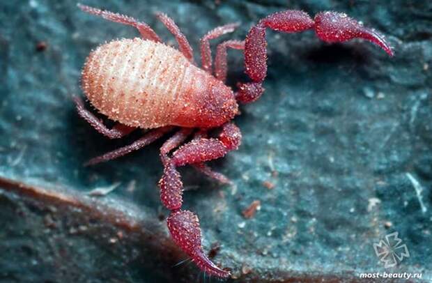 Lophochernes mucronatus