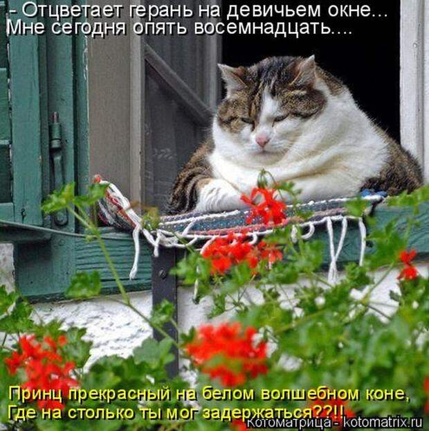 Лучшие котоматрицы недели (50 фото)